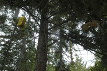 Exhibition: Commissariat pour un arbre. Curator: Mathieu Mercier. Quinzaine Radieuse #06. Piacé-le-Radieux. 2014