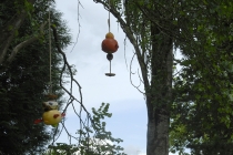 Exhibition: Commissariat pour un arbre. Curator: Mathieu Mercier. Quinzaine Radieuse #06. Piacé-le-Radieux. 2014