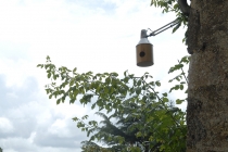 Exhibition: Commissariat pour un arbre. Curator: Mathieu Mercier. Quinzaine Radieuse #06. Piacé-le-Radieux. 2014