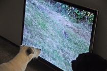 David Michael Clarke & Robert Fleck, Rabbits & dogs, vidéo installation, 2 écrans, vidéos couleurs, 16/9ème, HD, 2013. Vue de l'exposition: Flying Black Cow Utopia Club. Galérie du Dourven. Trédez-Locquémeau. 2014. Photo: Hervé Beurel.