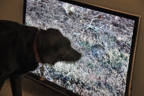 David Michael Clarke & Robert Fleck, Rabbits & dogs, vidéo installation, 2 écrans, vidéos couleurs, 16/9ème, HD, 2013. Vue de l'exposition: Flying Black Cow Utopia Club. Galérie du Dourven. Trédez-Locquémeau. 2014. Photo: Hervé Beurel.