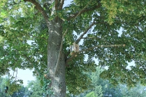 David Michael Clarke. Nestbox for a woodpecker. Exhibition: Commissariat pour un arbre. Curator: Mathieu Mercier. Quinzaine Radieuse #06. Piacé-le-Radieux. 2014